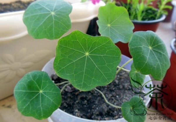 Garden Nasturtium, Tropaeolum Majus Seed 200 PCS, Monks Cress Hanjinlian - Image 4