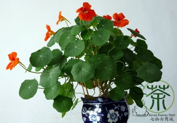 Garden Nasturtium, Tropaeolum Majus Seed 200 PCS, Monks Cress Hanjinlian - Image 7