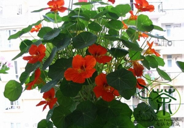 Garden Nasturtium, Tropaeolum Majus Seed 200 PCS, Monks Cress Hanjinlian - Image 8