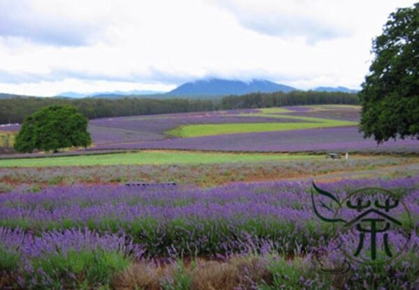 Garden Lavender, Lavandula Angustifolia Seed 2000 PCS, Common Lavender Xunyicao - Image 4