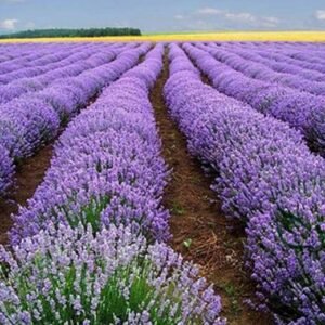 Garden Lavender, Lavandula Angustifolia Seed 2000 PCS, Common Lavender Xunyicao