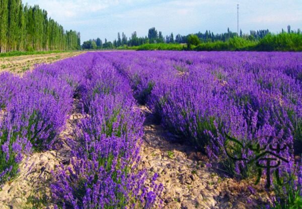 Garden Lavender, Lavandula Angustifolia Seed 2000 PCS, Common Lavender Xunyicao - Image 6