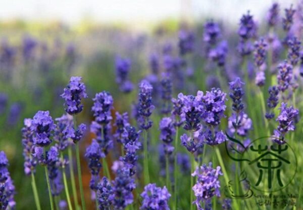 Garden Lavender, Lavandula Angustifolia Seed 2000 PCS, Common Lavender Xunyicao - Image 8