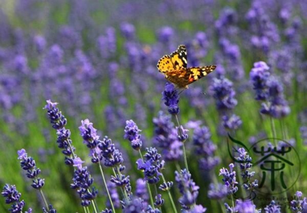 Garden Lavender, Lavandula Angustifolia Seed 2000 PCS, Common Lavender Xunyicao - Image 9