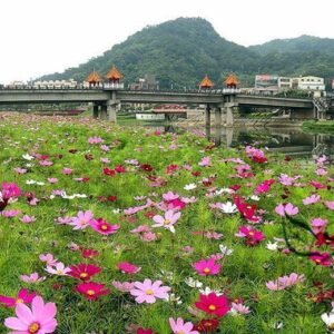 Garden Cosmos, Cosmos Bipinnatus Seed 1000 PCS, Mexican Aster Bosiju