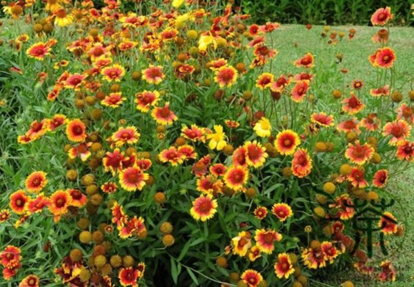 Gaillardia Pulchella, Indian Blanket Seed 2000 PCS, Tianrenju - Image 4