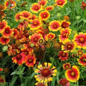 Gaillardia Pulchella, Indian Blanket Seed 2000 PCS, Tianrenju