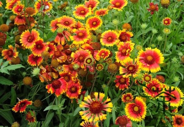 Gaillardia Pulchella, Indian Blanket Seed 2000 PCS, Tianrenju