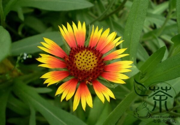 Gaillardia Pulchella, Indian Blanket Seed 2000 PCS, Tianrenju - Image 5