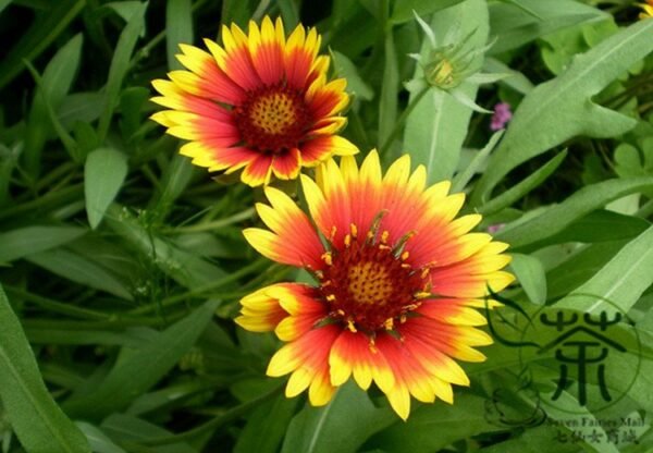 Gaillardia Pulchella, Indian Blanket Seed 2000 PCS, Tianrenju - Image 6