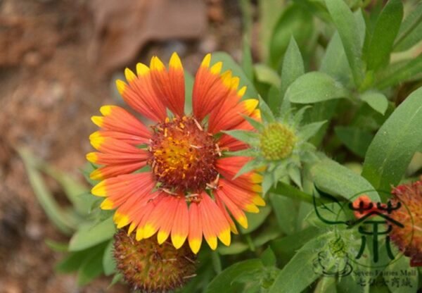 Gaillardia Pulchella, Indian Blanket Seed 2000 PCS, Tianrenju - Image 7