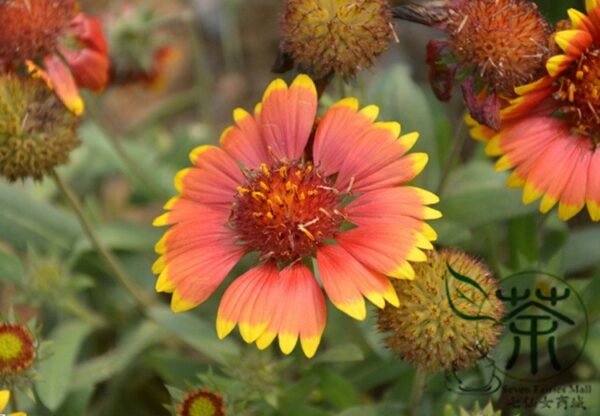 Gaillardia Pulchella, Indian Blanket Seed 2000 PCS, Tianrenju - Image 8