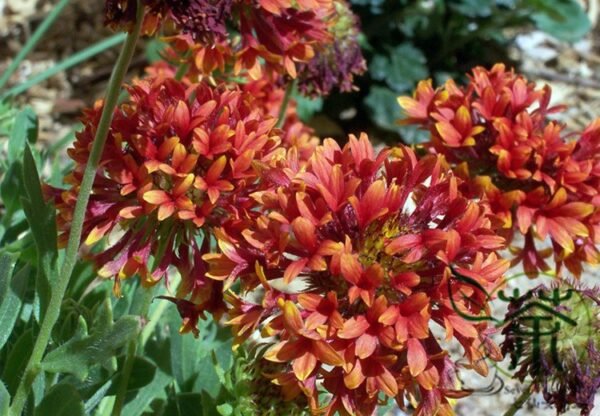 Gaillardia Pulchella, Indian Blanket Seed 2000 PCS, Tianrenju - Image 9