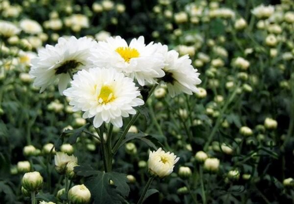 Florist's Daisy, Chrysanthemum Morifolium Seeds 2000 PCS, Dibeiju - Image 5