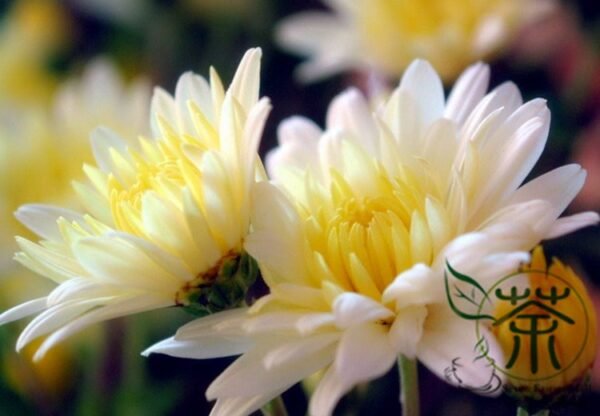 Florist's Daisy, Chrysanthemum Morifolium Seeds 2000 PCS, Dibeiju - Image 6