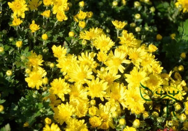 Florist's Daisy, Chrysanthemum Morifolium Seeds 2000 PCS, Dibeiju - Image 7