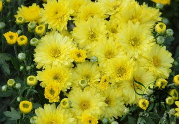 Florist's Daisy, Chrysanthemum Morifolium Seeds 2000 PCS, Dibeiju - Image 8