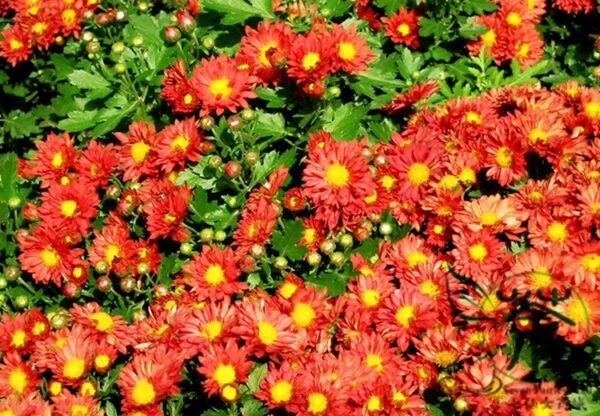 Florist's Daisy, Chrysanthemum Morifolium Seeds 2000 PCS, Dibeiju - Image 9