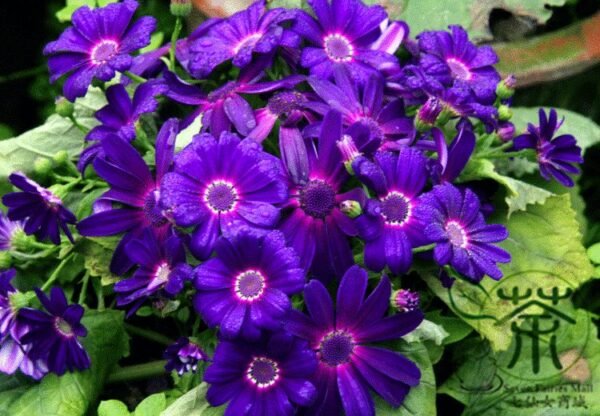 Florist's Cineraria, Pericallis Hybrida Seed 2000 PCS, Guayeju - Image 3