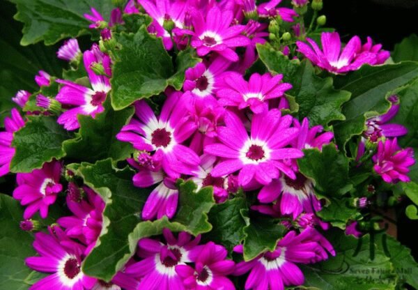 Florist's Cineraria, Pericallis Hybrida Seed 2000 PCS, Guayeju - Image 4