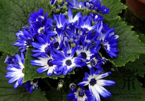 Florist's Cineraria, Pericallis Hybrida Seed 2000 PCS, Guayeju - Image 5