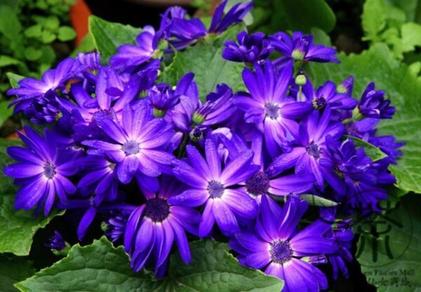 Florist's Cineraria, Pericallis Hybrida Seed 2000 PCS, Guayeju - Image 6