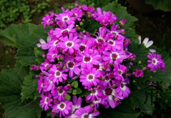 Florist's Cineraria, Pericallis Hybrida Seed 2000 PCS, Guayeju