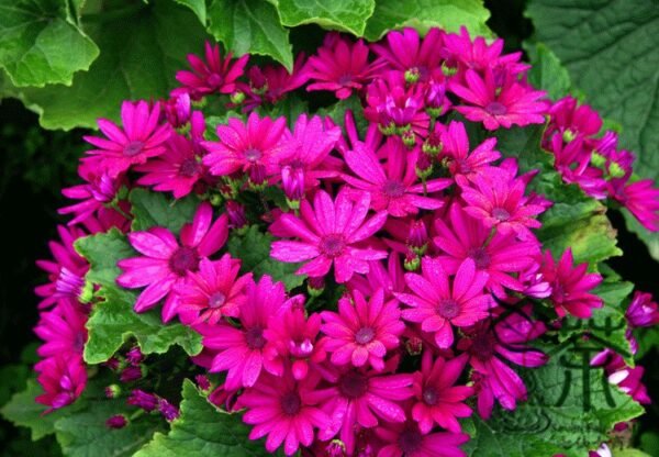 Florist's Cineraria, Pericallis Hybrida Seed 2000 PCS, Guayeju - Image 8