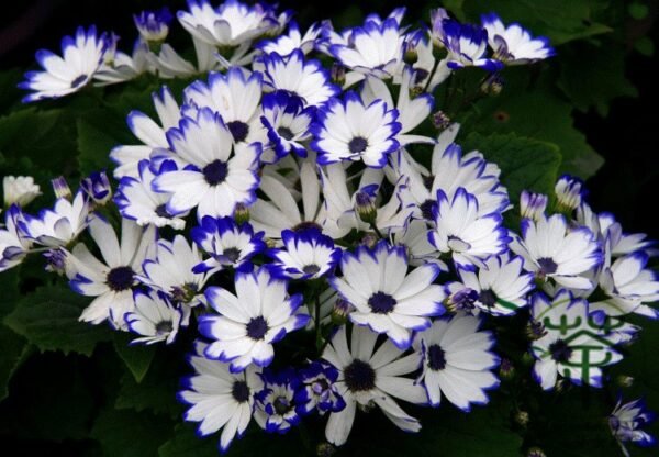 Florist's Cineraria, Pericallis Hybrida Seed 2000 PCS, Guayeju - Image 9