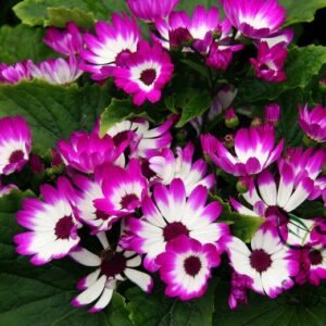 Florist's Cineraria, Pericallis Hybrida Seed 2000 PCS, Guayeju