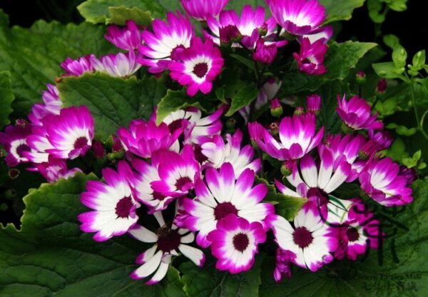 Florist's Cineraria, Pericallis Hybrida Seed 2000 PCS, Guayeju