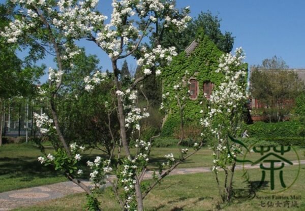 Exochorda Racemosa, Common Pearlbush Seed 500 PCS, Pearlbush Baijuanmei - Image 2