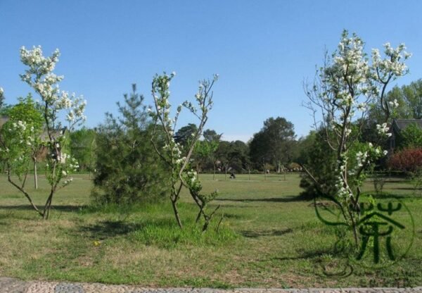 Exochorda Racemosa, Common Pearlbush Seed 500 PCS, Pearlbush Baijuanmei