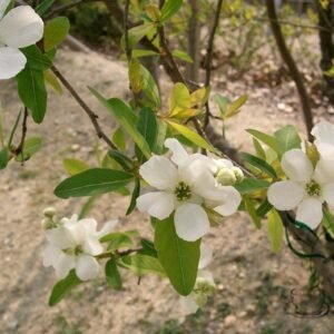 Exochorda Racemosa, Common Pearlbush Seed 500 PCS, Pearlbush Baijuanmei