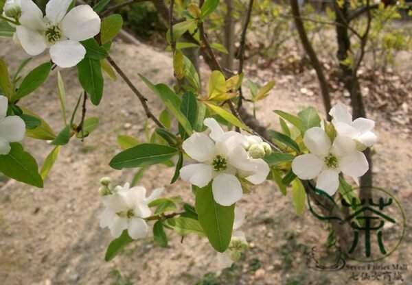 Exochorda Racemosa, Common Pearlbush Seed 500 PCS, Pearlbush Baijuanmei