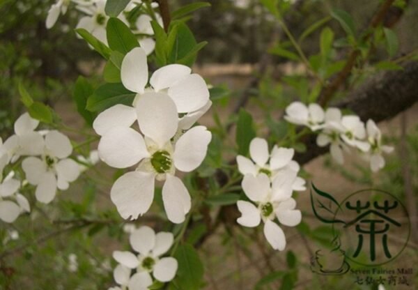 Exochorda Racemosa, Common Pearlbush Seed 500 PCS, Pearlbush Baijuanmei - Image 4