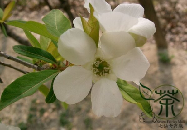 Exochorda Racemosa, Common Pearlbush Seed 500 PCS, Pearlbush Baijuanmei - Image 5