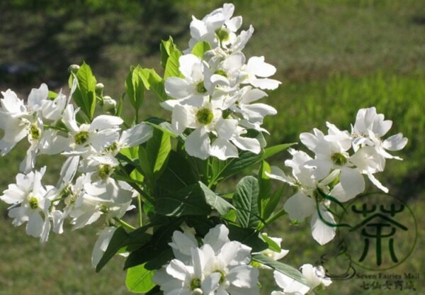 Exochorda Racemosa, Common Pearlbush Seed 500 PCS, Pearlbush Baijuanmei - Image 6