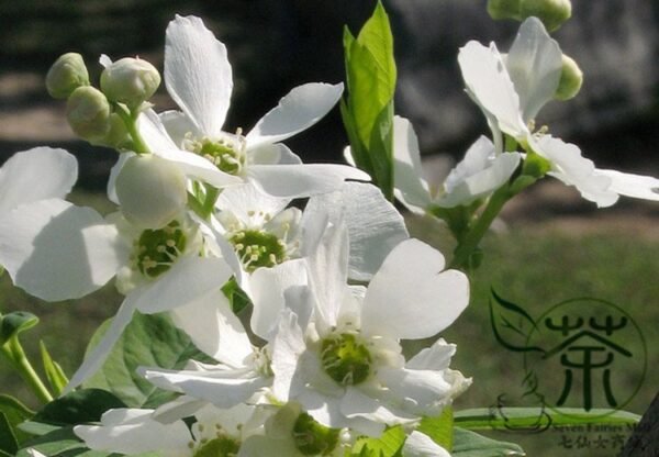 Exochorda Racemosa, Common Pearlbush Seed 500 PCS, Pearlbush Baijuanmei - Image 7