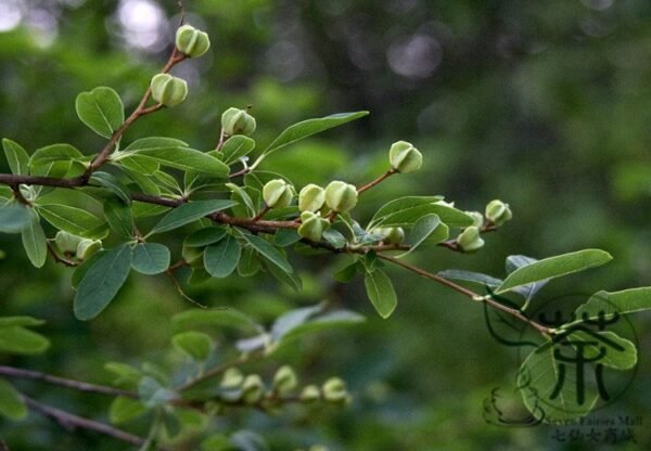 Exochorda Racemosa, Common Pearlbush Seed 500 PCS, Pearlbush Baijuanmei - Image 8