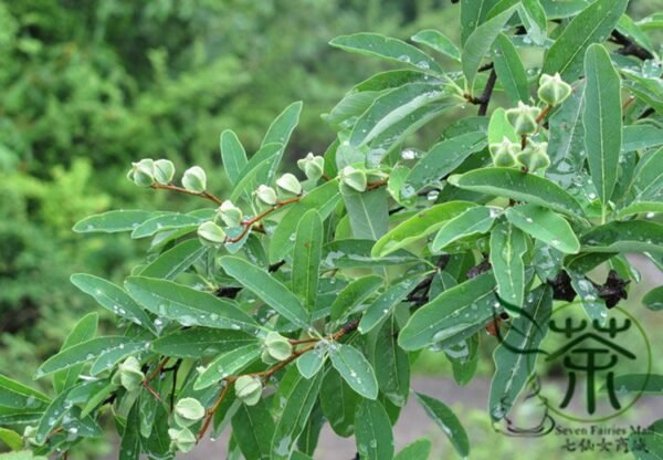 Exochorda Racemosa, Common Pearlbush Seed 500 PCS, Pearlbush Baijuanmei - Image 9