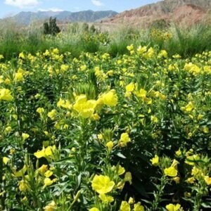 Evening Primrose, Oenothera Biennis Seed 1000 PCS, Sun Drop Yelaixiang