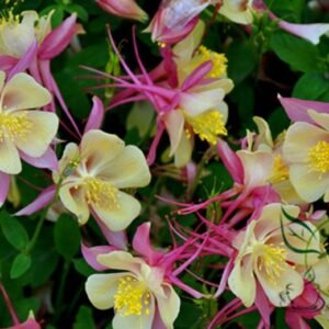 European Columbine, Aquilegia Viridiflora Seed 2000 PCS, Columbine Loudoucai