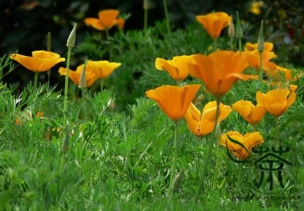 Eschscholzia Californica, Golden Poppy Seed 2000 PCS, Hualingcao - Image 2