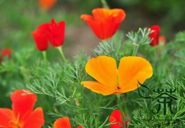 Eschscholzia Californica, Golden Poppy Seed 2000 PCS, Hualingcao - Image 5