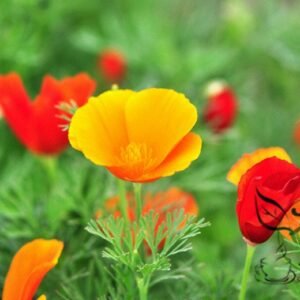 Eschscholzia Californica, Golden Poppy Seed 2000 PCS, Hualingcao