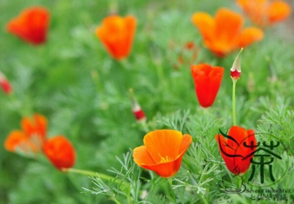 Eschscholzia Californica, Golden Poppy Seed 2000 PCS, Hualingcao - Image 6