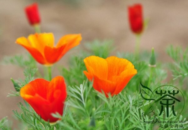 Eschscholzia Californica, Golden Poppy Seed 2000 PCS, Hualingcao - Image 7