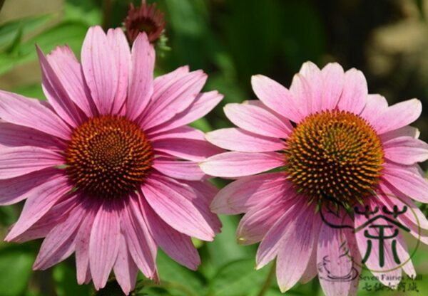 Echinacea Purpurea, Hedgehog Coneflower Seed 1000 PCS, Songguoju - Image 2