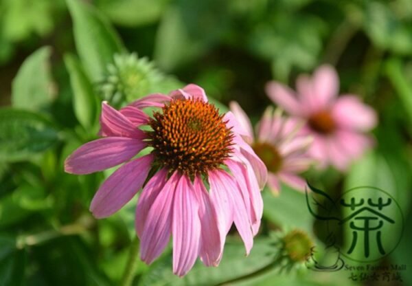 Echinacea Purpurea, Hedgehog Coneflower Seed 1000 PCS, Songguoju - Image 3